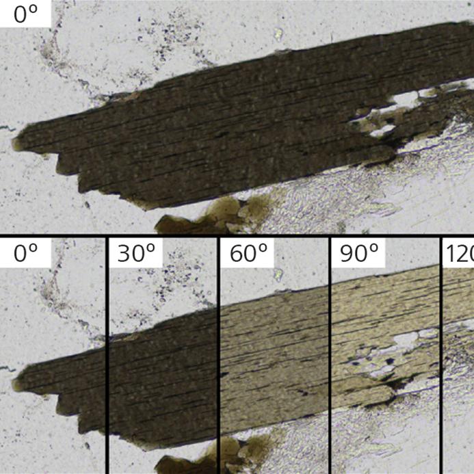 Primer plano de un único grano de biotita dentro de una muestra de granito. La muestra se ha captado en múltiples orientaciones de PPL a fin de observar toda la gama de pleocroísmos, ya que la muestra se gira 180° en relación con el polarizador.