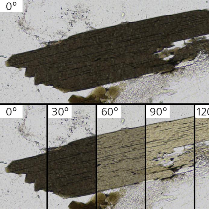 Nahaufnahme eines einzelnen Biotitkorns in einer Granitprobe. Die Probe wurde in mehreren PPL-Ausrichtungen abgebildet. Damit wird der Pleochroismus in seiner ganzen Bandbreite sichtbar, während die Probe um 180° relativ zum Polarisator gedreht wird.