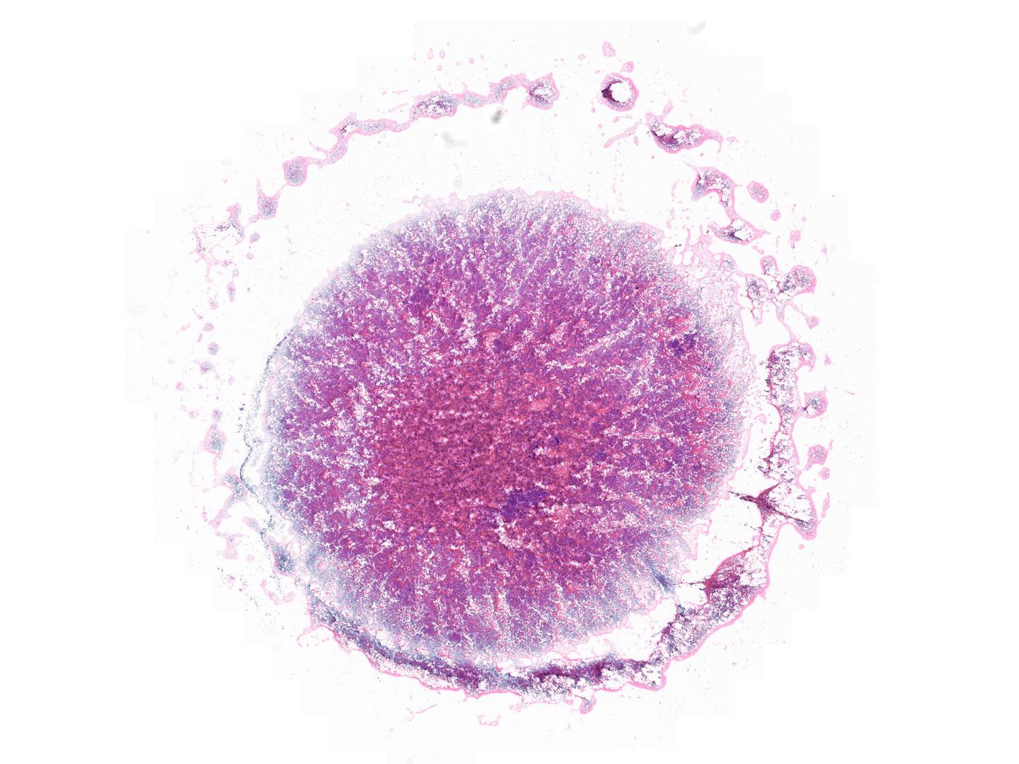 Microscopic view of Hematoxylin and Eosin Staining acquired with Axioscan 7 clinical
