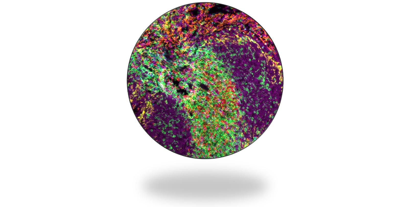 5 μm frozen section of mouse spleen simultaneously stained with 7 markers plus DAPI. Imaged on Axioscan 7 spatial biology for spatial transcriptomics analysis.