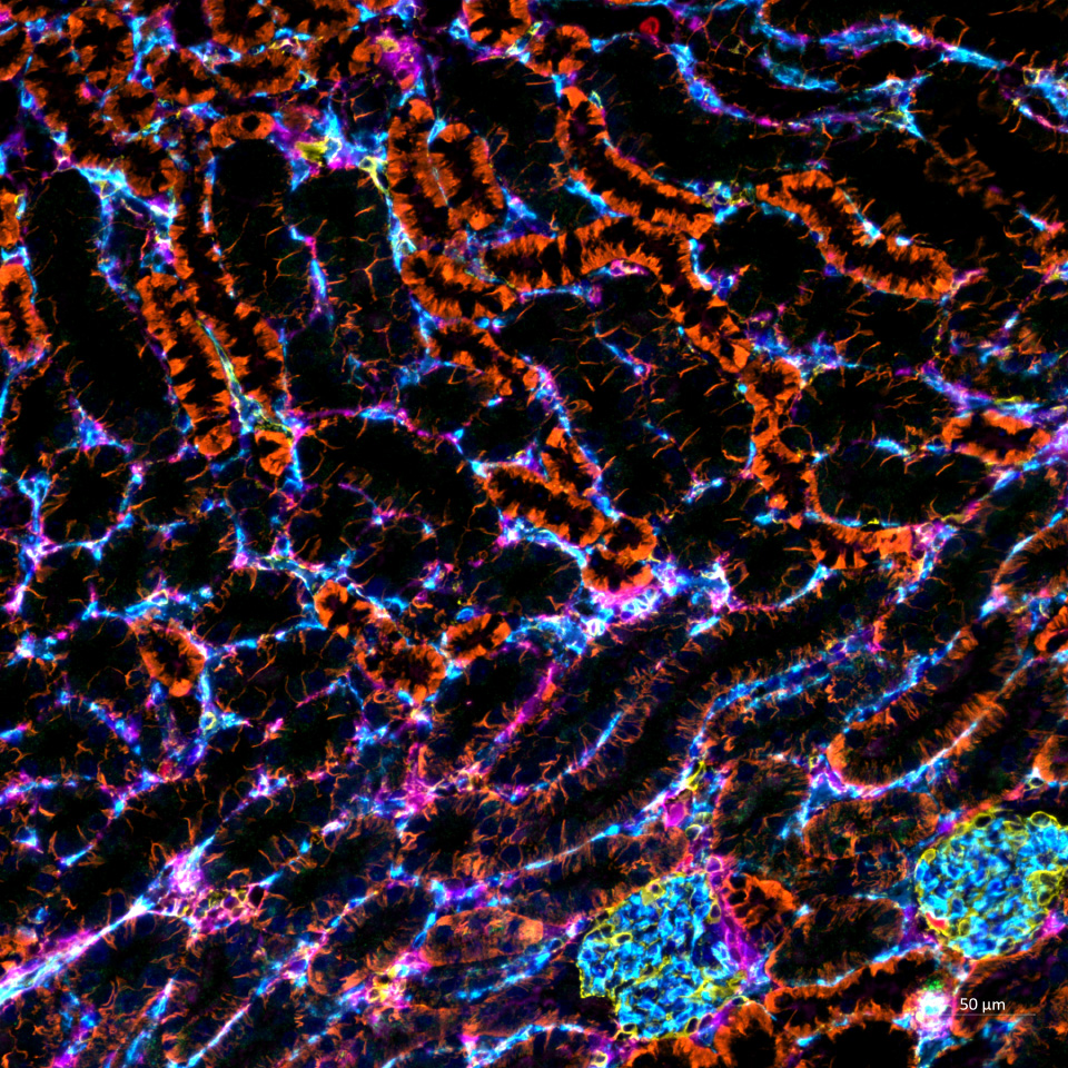 A mouse liver FFPE tissue section. Picture detail.