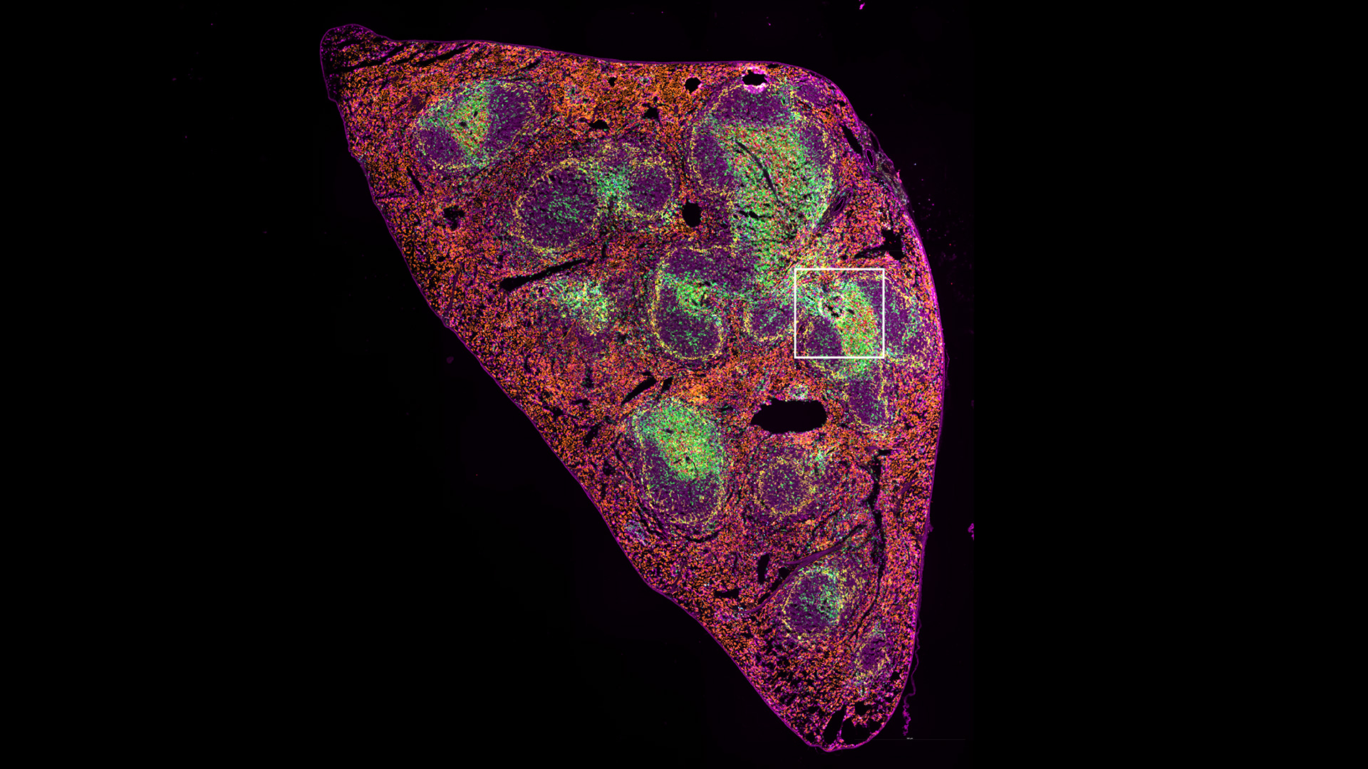 Mouse spleen fresh frozen sections, 8-plex staining of CD11c, CD4, F4/80, CD8, CD11b, B220, CD169, DAPI using Kromnigon StreptaClick® technology. DAPI is not shown on this image.