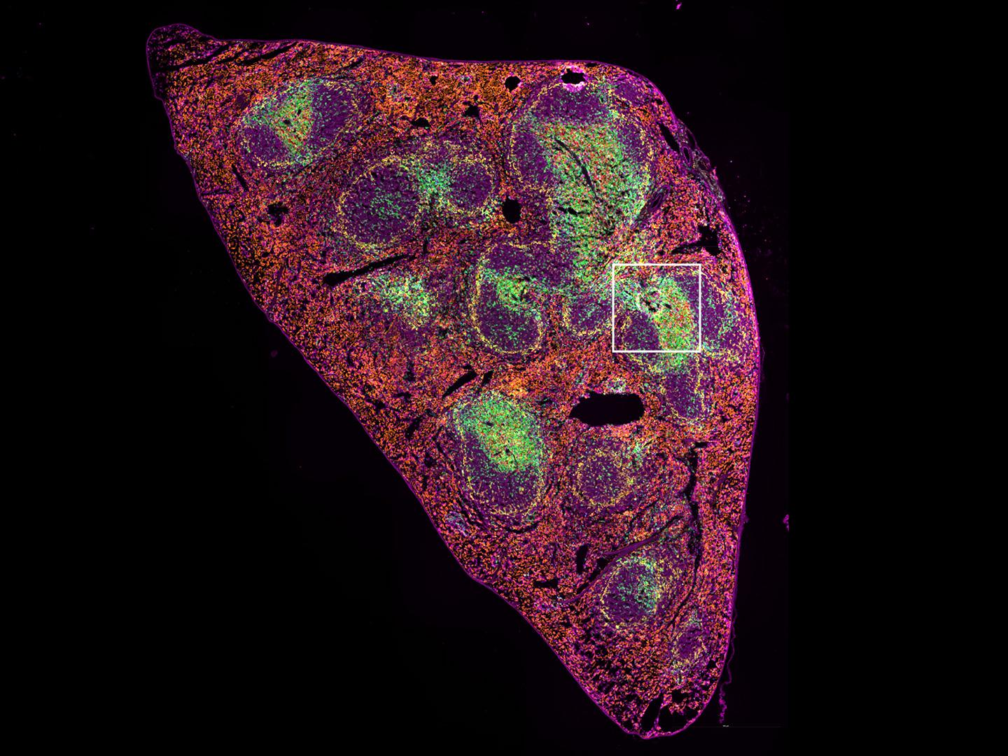 Mouse spleen fresh frozen sections, 8-plex staining of CD11c, CD4, F4/80, CD8, CD11b, B220, CD169, DAPI using Kromnigon StreptaClick® technology. DAPI is not shown on this image.