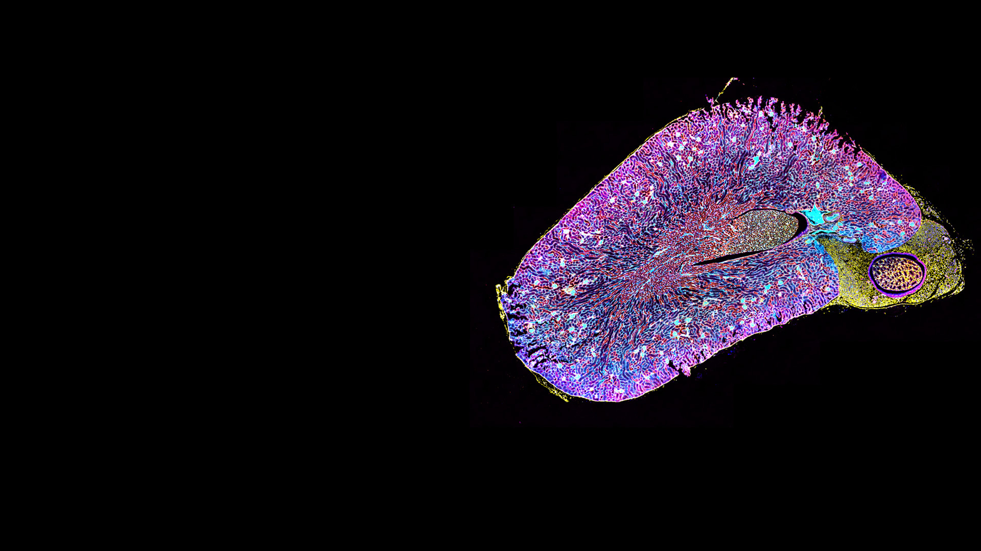 5 μm FFPE section of mouse kidney simultaneously stained with 6 IF markers plus DAPI. Imaged on Axioscan 7 spatial biology for spatial omics applications