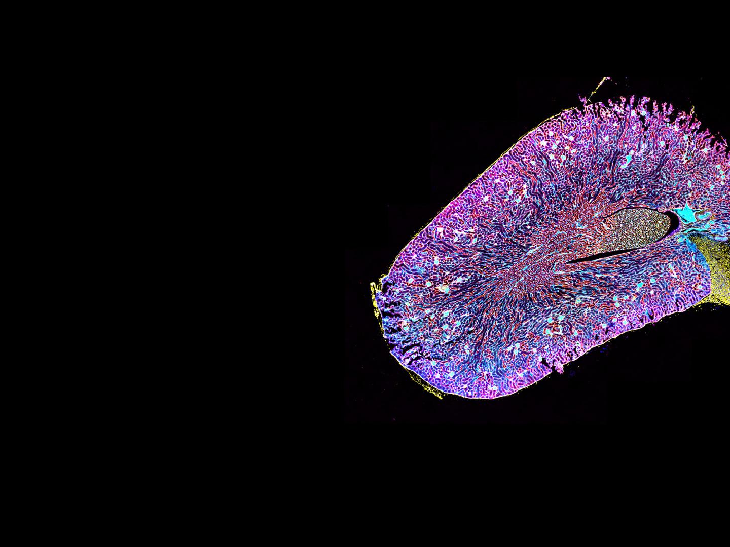 ZEISS空間生物学ソリューション