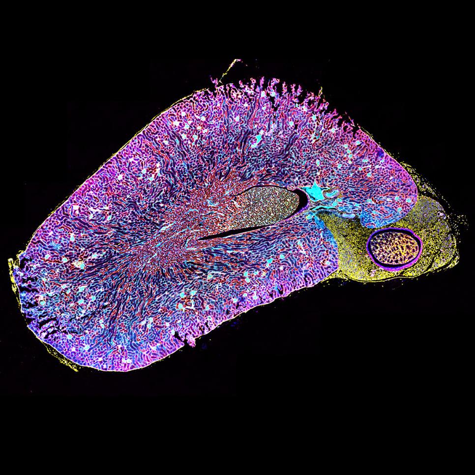 ZEISS空間生物学ソリューション