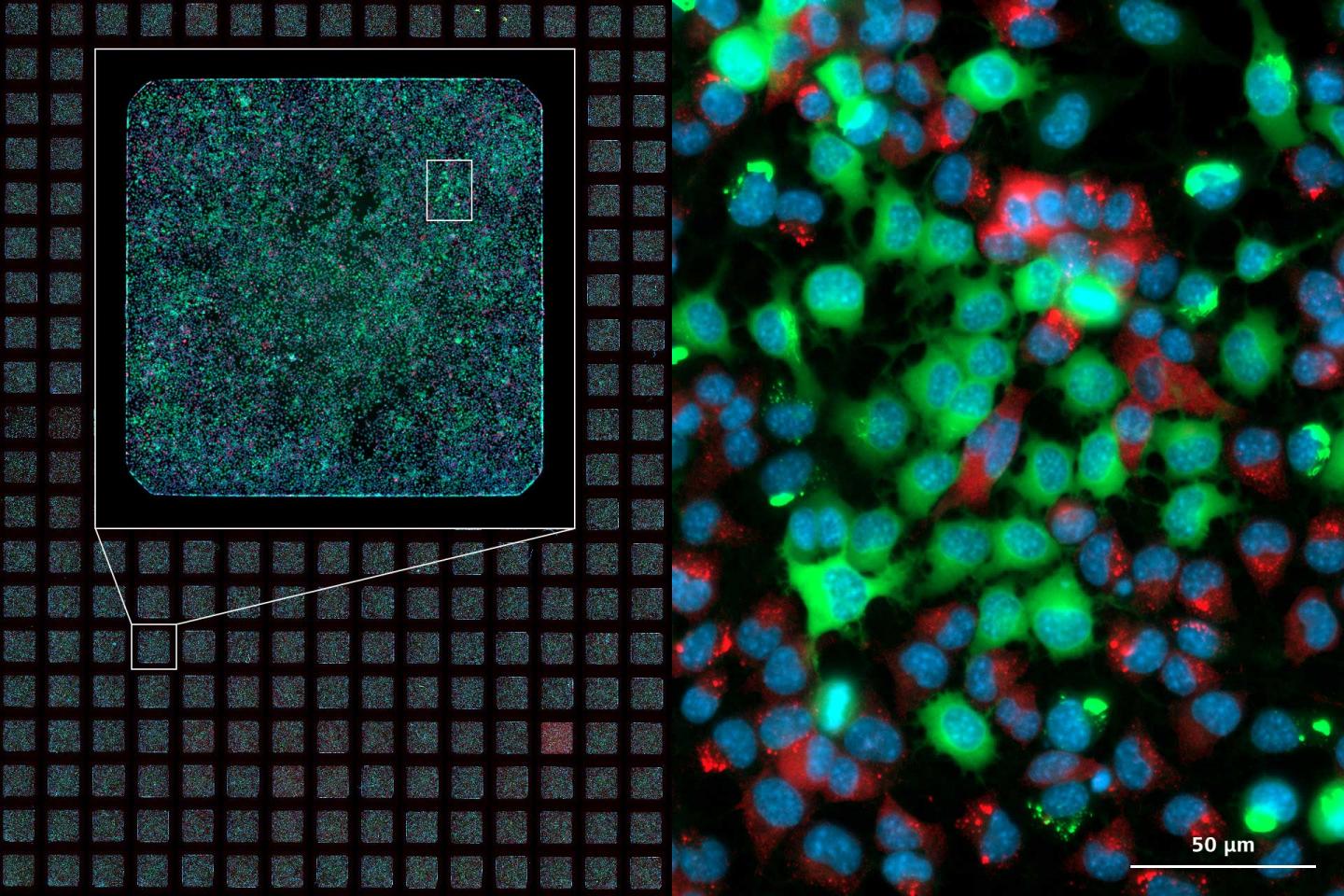 ZEISS Celldiscoverer 7 – High-Quality Data Acquisition Made Easy