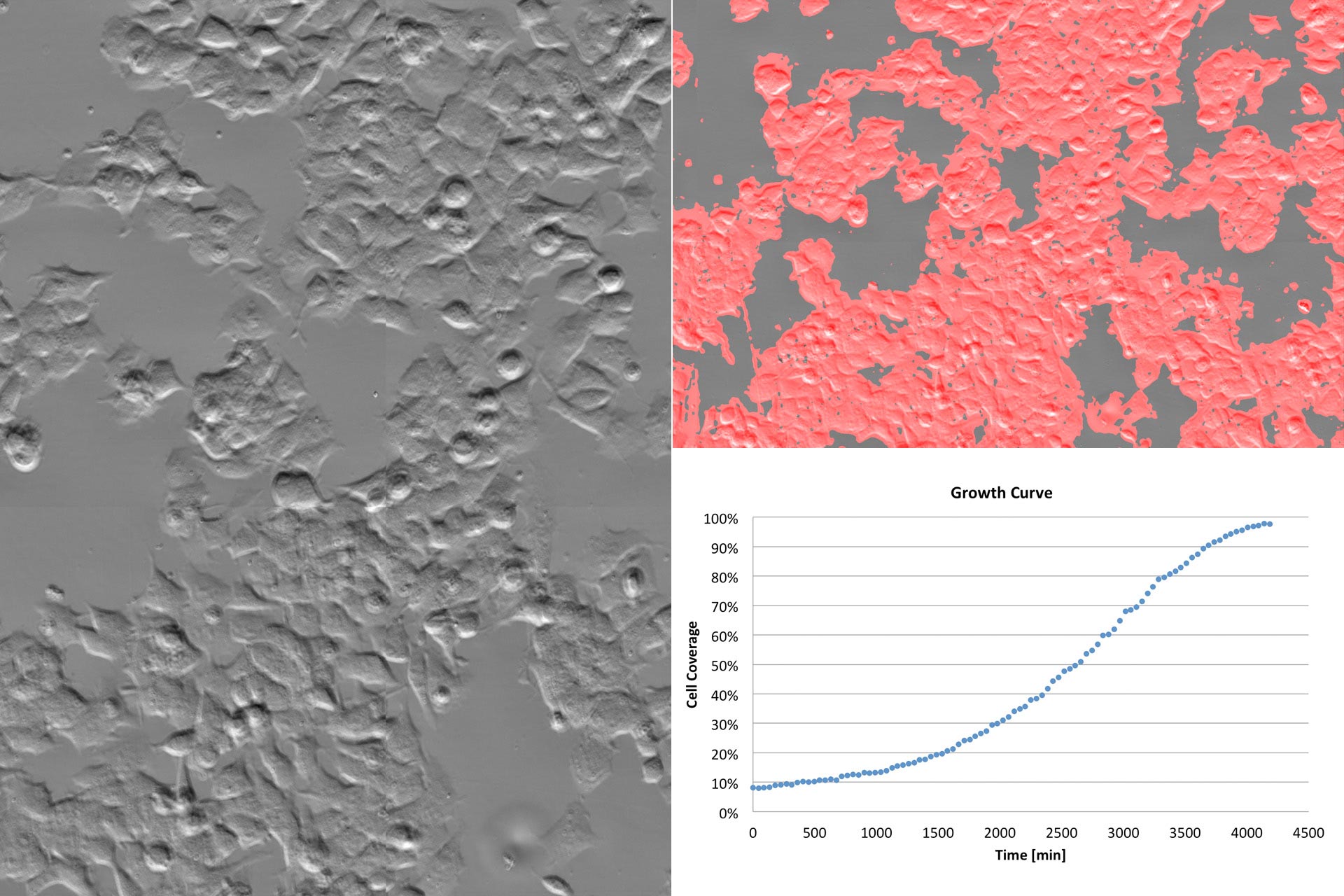 Growth of cultured cells imaged over 72 hours using phase gradient contrast. To quantify proliferation, cell region was detected using machine learning. The growth curve shows relative cell coverage over time