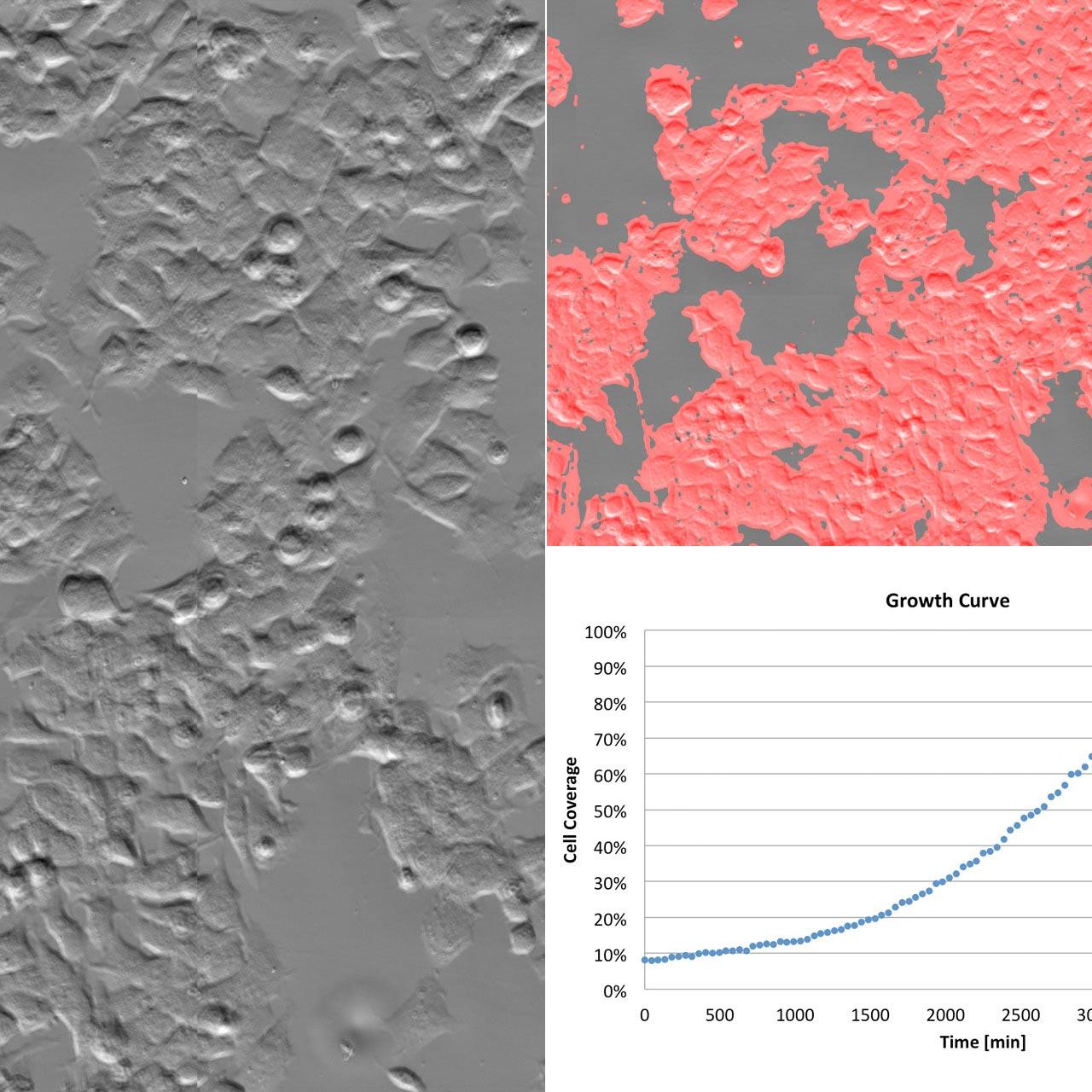 Growth of cultured cells imaged over 72 hours using phase gradient contrast. To quantify proliferation, cell region was detected using machine learning. The growth curve shows relative cell coverage over time