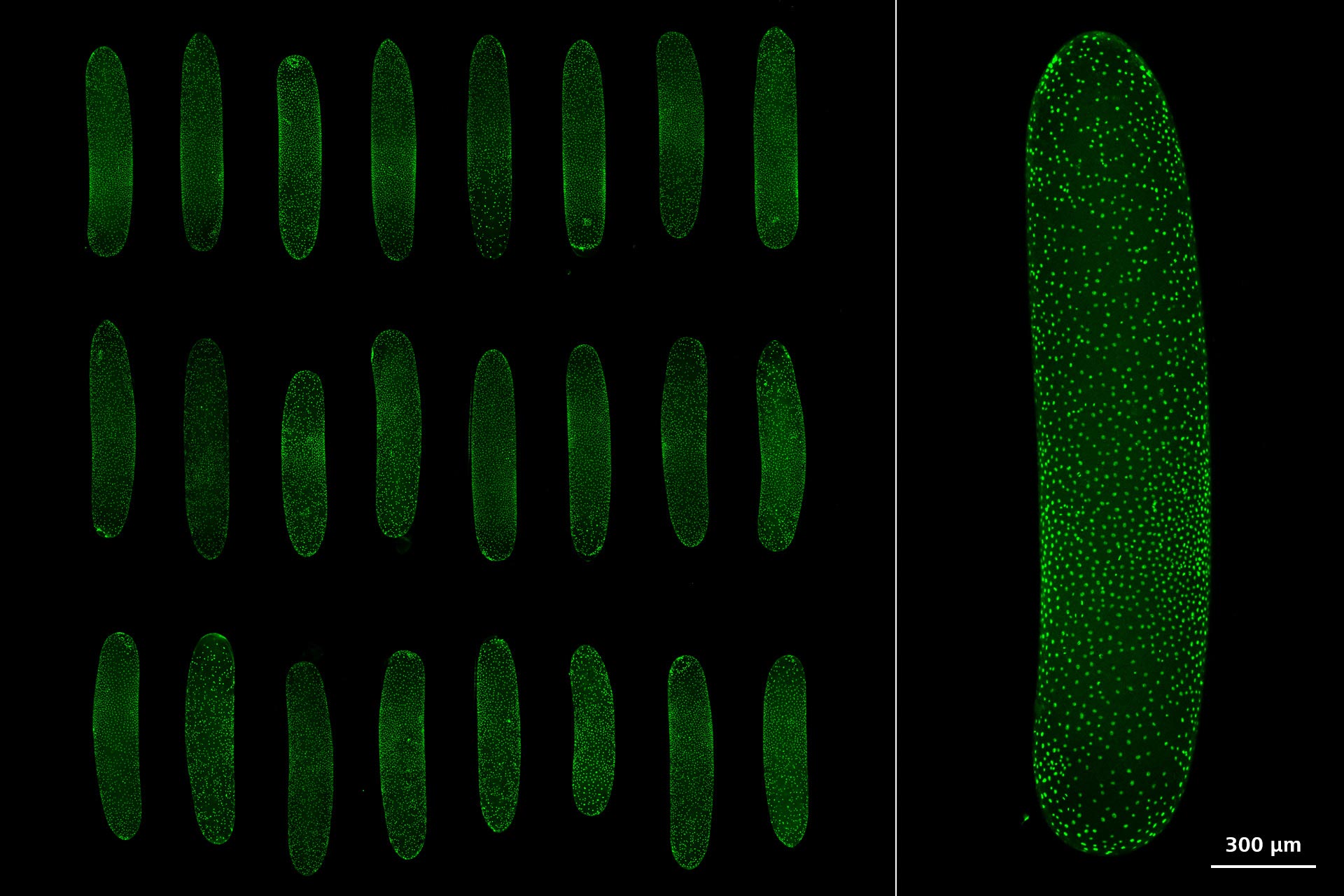 Living cricket embryos mounted in low-melt agarose, expressing nuclear-localized GFP, multi-position experiment.