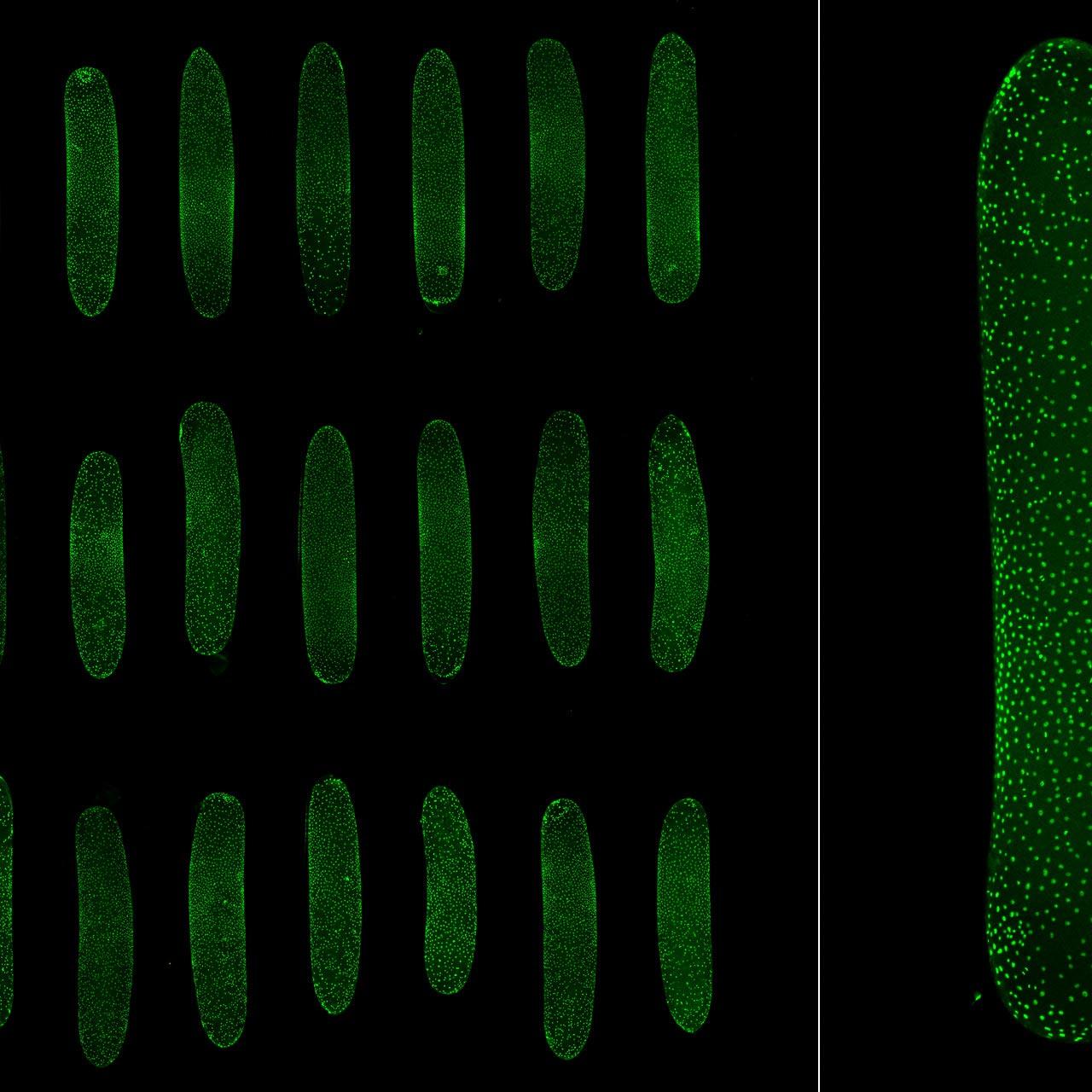 Living cricket embryos mounted in low-melt agarose, expressing nuclear-localized GFP, multi-position experiment.