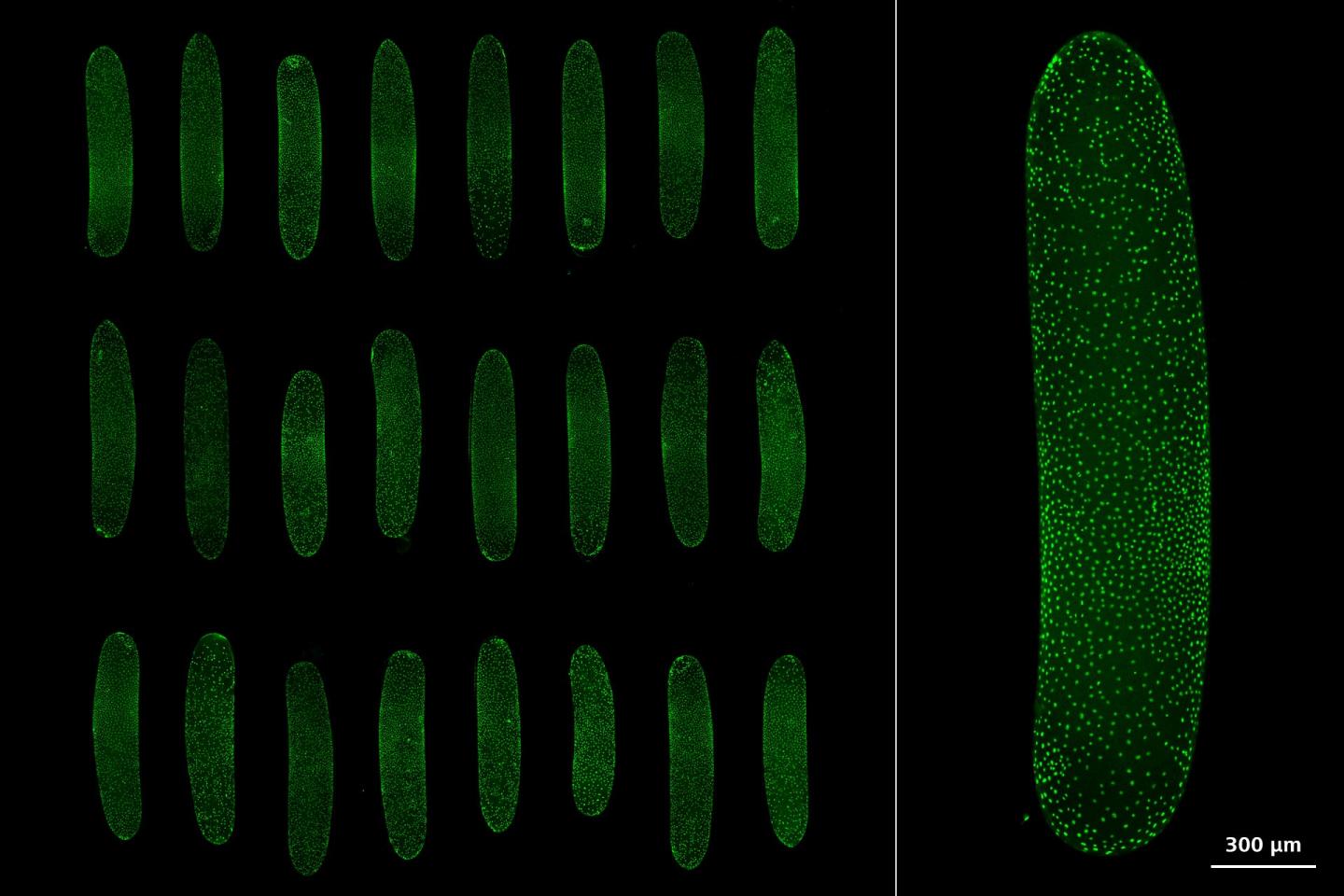 ZEISS Celldiscoverer 7 HighQuality Data Acquisition Made Easy