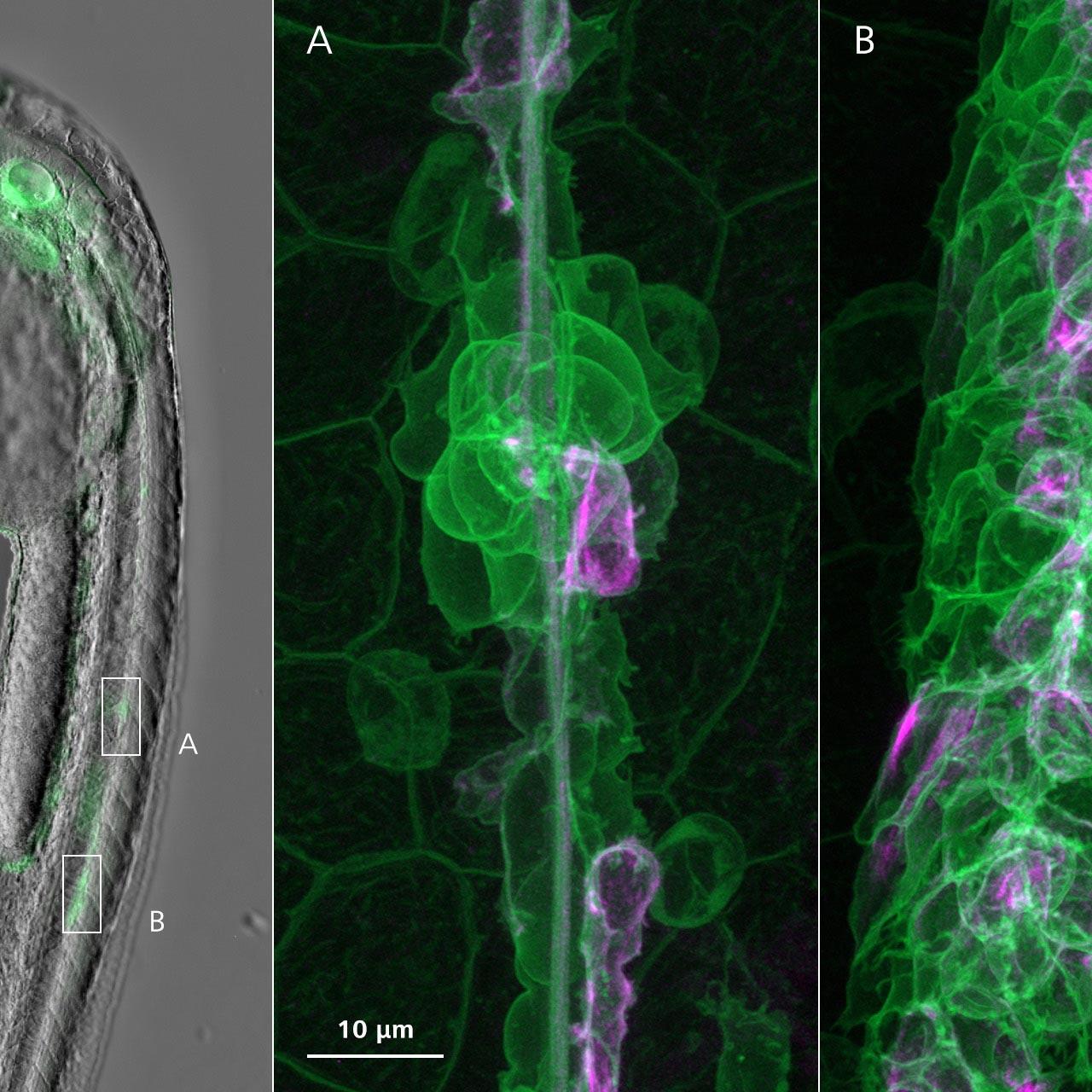 Migration der Anlage des Seitenlinienorgans und Ablagerung unreifer Neuromasten in einem Zebrafisch-Embryo. Übersichtsbild: Phasengradienten-Kontrast mit Fluoreszenzaufnahme. Hochaufgelöste Bilder: Airyscan 2 Multiplex.