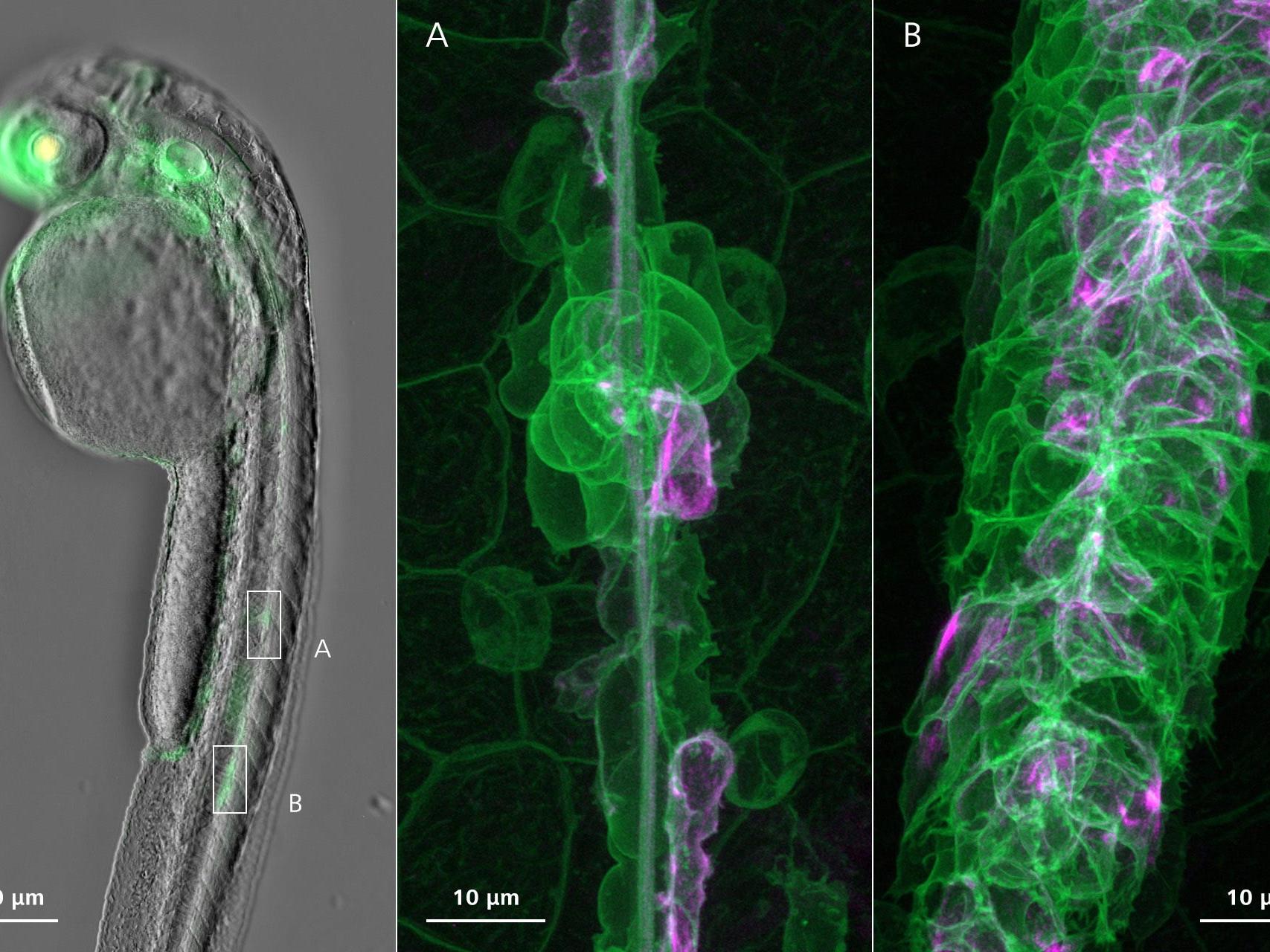 Migration der Anlage des Seitenlinienorgans und Ablagerung unreifer Neuromasten in einem Zebrafisch-Embryo. Übersichtsbild: Phasengradienten-Kontrast mit Fluoreszenzaufnahme. Hochaufgelöste Bilder: Airyscan 2 Multiplex.