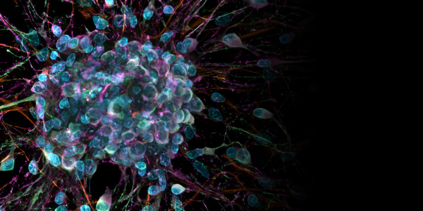 ZEISS Celldiscoverer 7 HighQuality Data Acquisition Made Easy