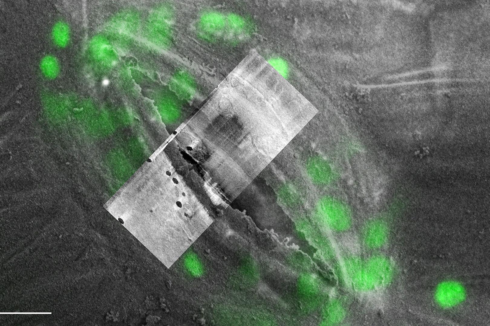 Stomata and internalized plastids were identified with an LSM using the autofluorescence of the sample. The selected stoma was re-located and imaged with the Crossbeam.