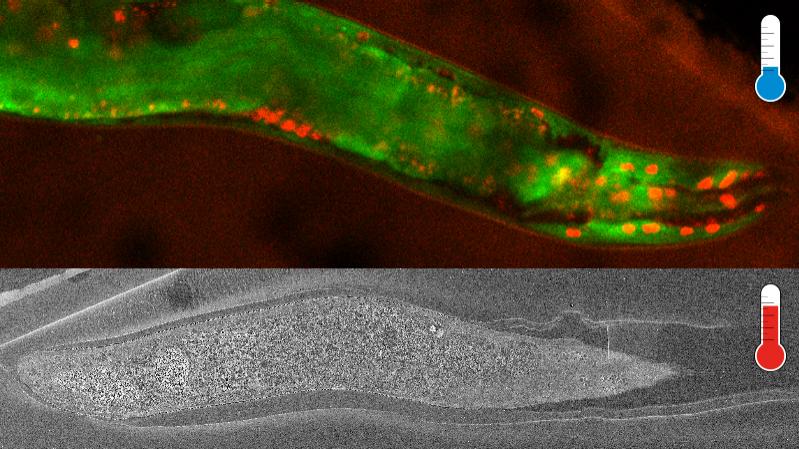 En haut : une image du ver a été capturée à température cryogénique avec un système de microscope à balayage laser / Airyscan avant la substitution du gel. En bas : une image du ver incrusté et coloré a ensuite été capturée avec Crossbeam.