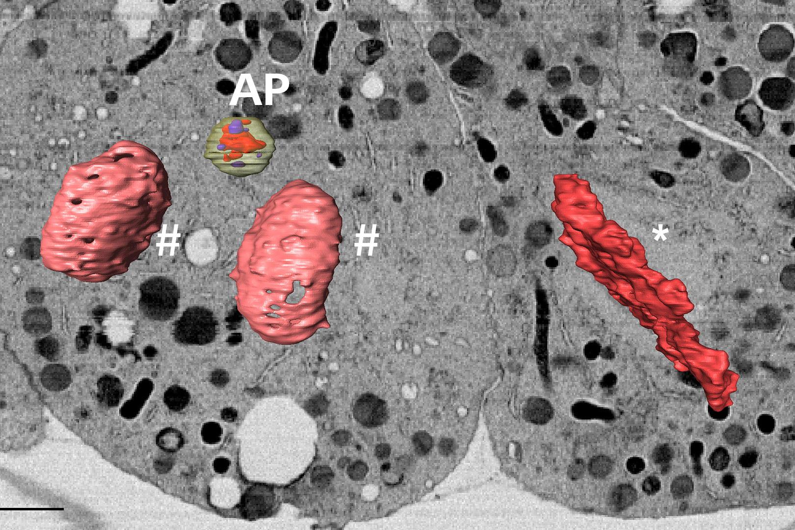 Rekonstruktion von Zellstrukturen wie einem Autophagosom (AP) oder dem Genom in verschiedenen mitotischen Phasen (*: Zelle in der Metaphase; #: Zelle in der Telophase).