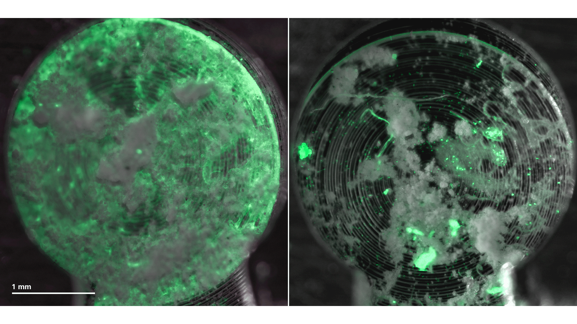 Sistemas portadores HPF con muestras vitrificadas (haga clic para conocer más información); imagen cortesía de: Anat Akiva y Nico Sommerdijk, Radboud University Medical Center (Países Bajos)