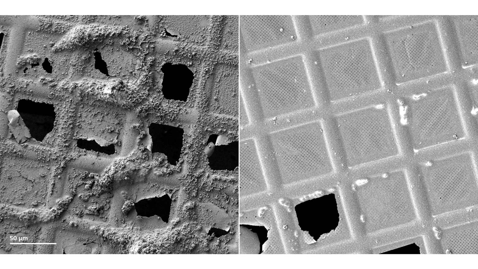 TEM-Grids mit vitrifizierten Proben