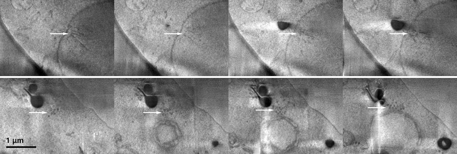 Cuerpo del polo del huso seccionado longitudinalmente dentro de la membrana nuclear (arriba) y microtúbulos en sección transversal fuera de la membrana nuclear (abajo). Tamaño de paso de la imagen de la pila adquirida: 50 nm 