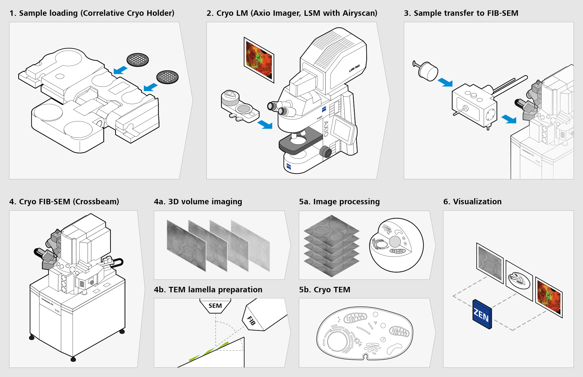 Correlative Cryo Workflow 