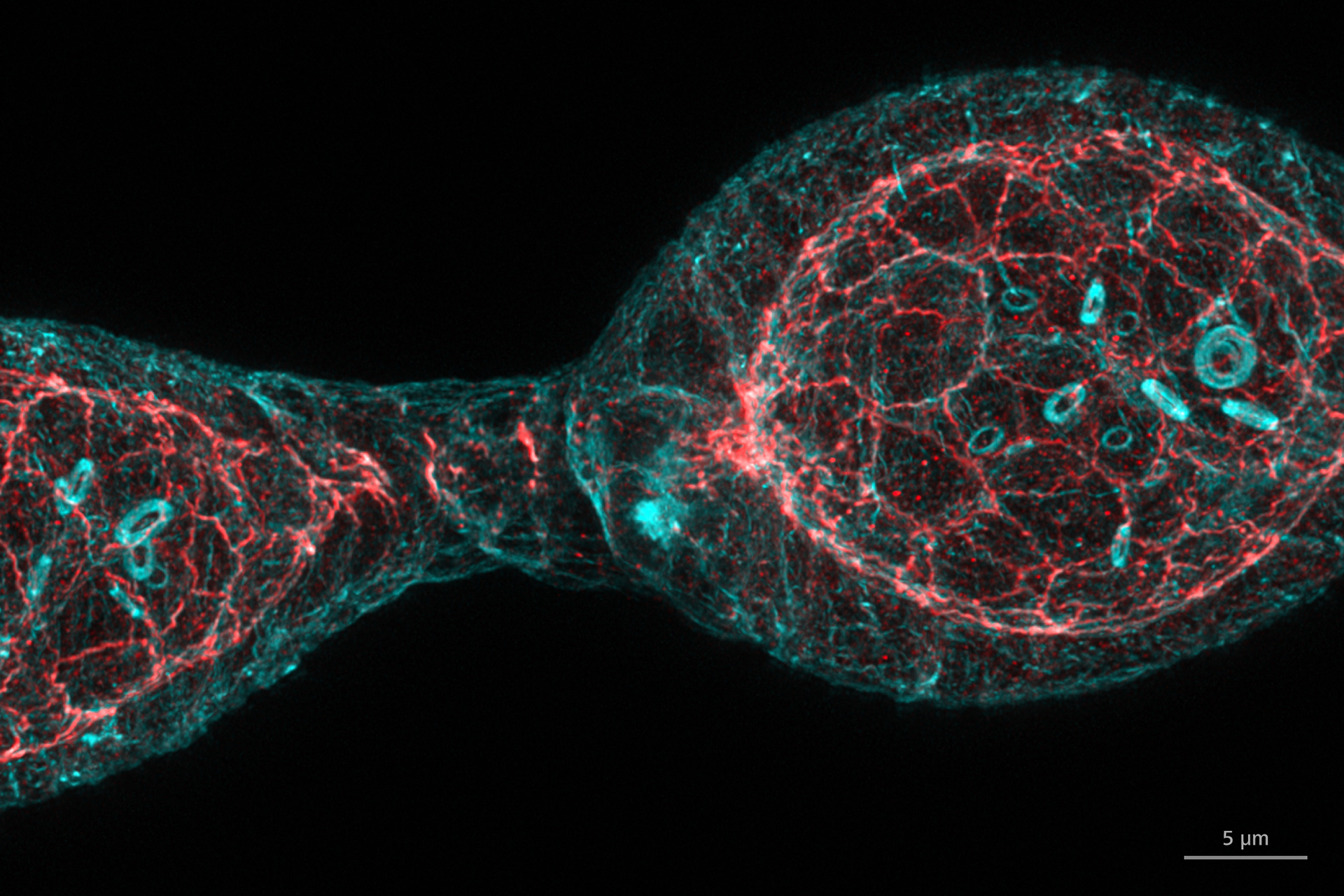 Staining of F-actin (Phalloidin, cyan) and DE-Cadherin (red) in the Drosophila germarium. Imaged with ZEISS Airyscan 2 followed by Joint Deconvolution.