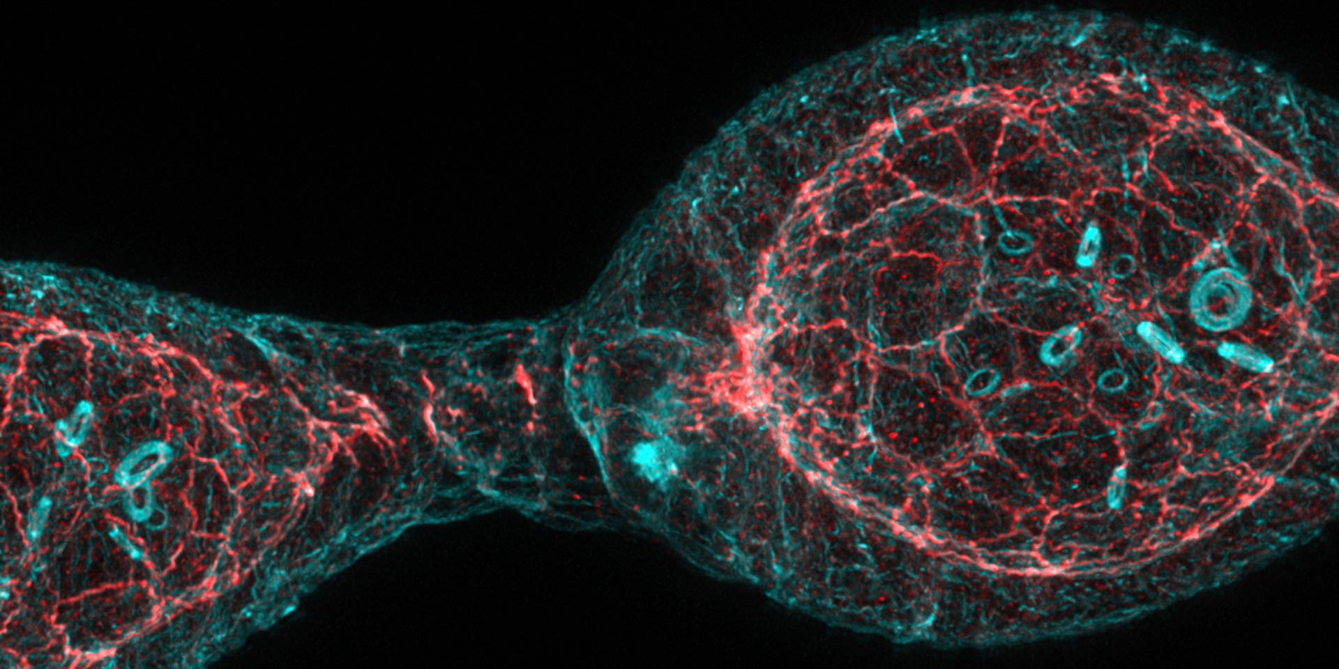 Staining of F-actin (Phalloidin, cyan) and DE-Cadherin (red) in the Drosophila germarium. Imaged with ZEISS Airyscan 2 followed by Joint Deconvolution.