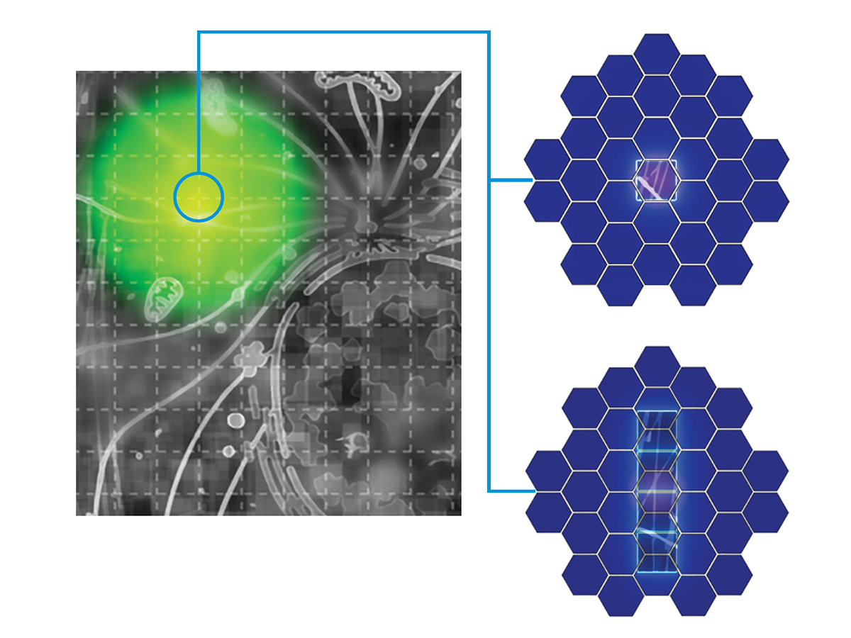 Illustration. Airyscan Multiplex modes SR-2Y / CO-2Y and SR-4Y allows to scan 2 or even 4 super-resolution image lines in a single sweep.
