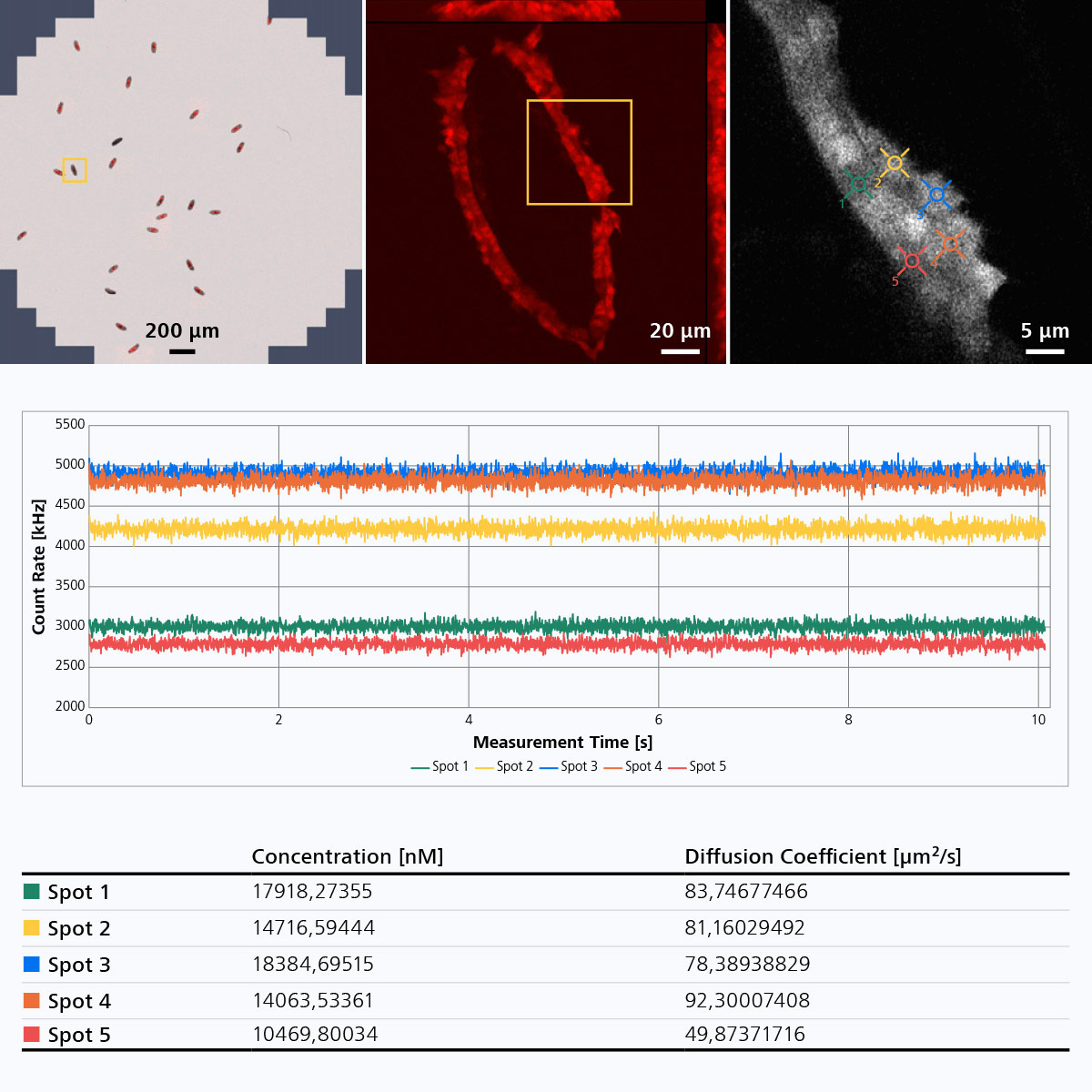 Conventional fluorescence overview image (left) and z stacks (middle); subsequent Dynamics Profiler measurements within the same embryo at the same system (right). Graph and data table show measurement results from five different spots. 