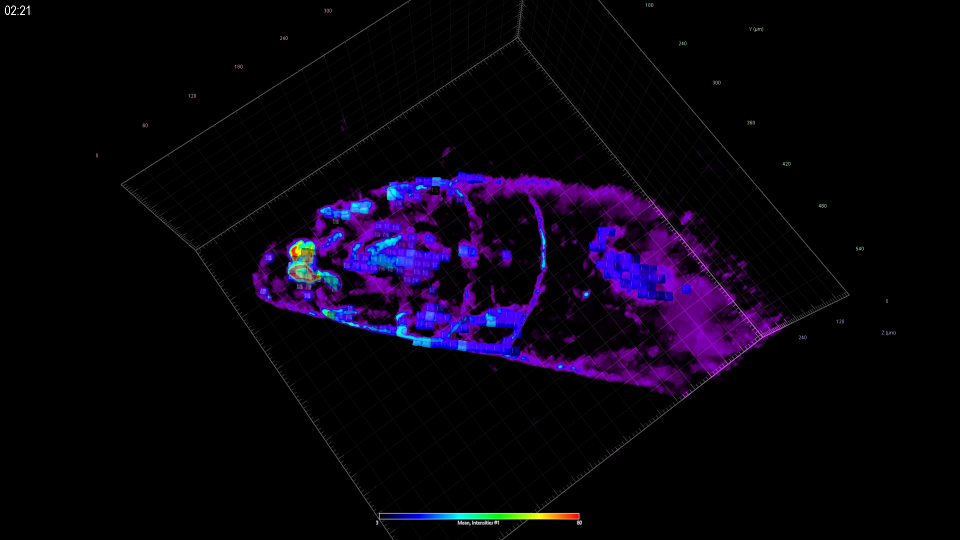 Captura de imágenes 3D sensible de la activación muscular de la Drosophila