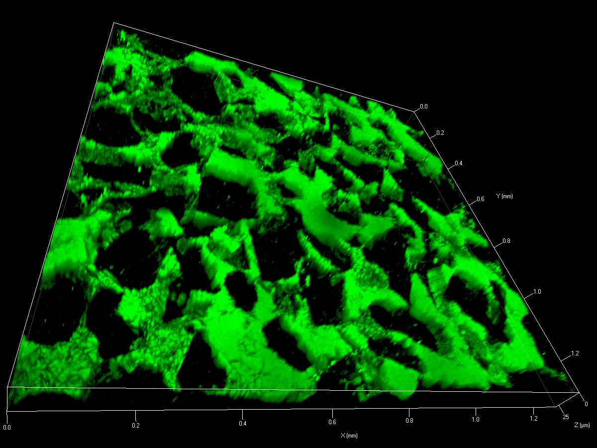 Investigation of the porosity of sandstone. 3D representation of fluorescent dye, non-contact surface measurement, 4x4 tiles image.