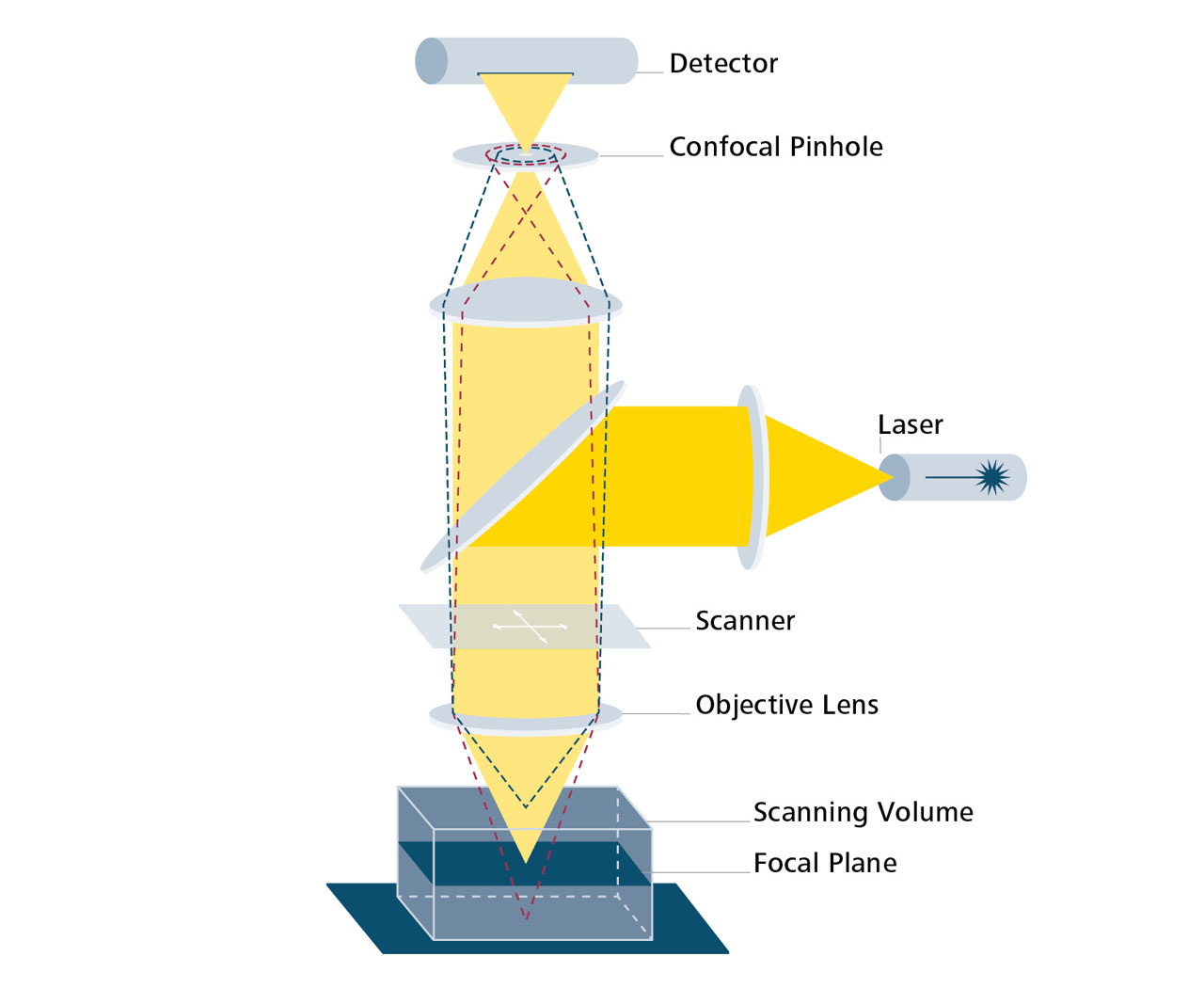 共焦点顕微鏡の原理の概要図。焦点面の情報（黄色）。焦点面以外の情報（赤色と青色の点線）。 