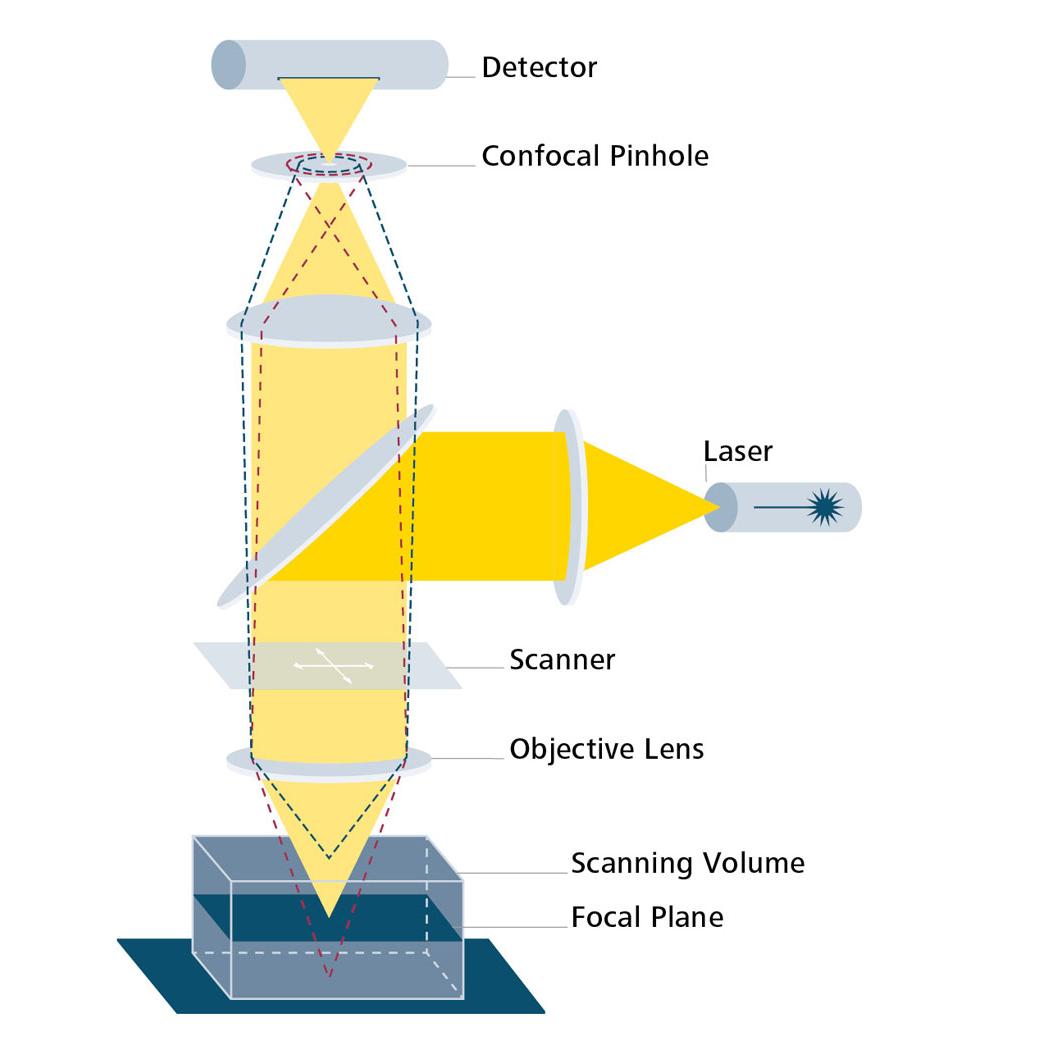 共焦点顕微鏡の原理の概要図。焦点面の情報（黄色）。焦点面以外の情報（赤色と青色の点線）。