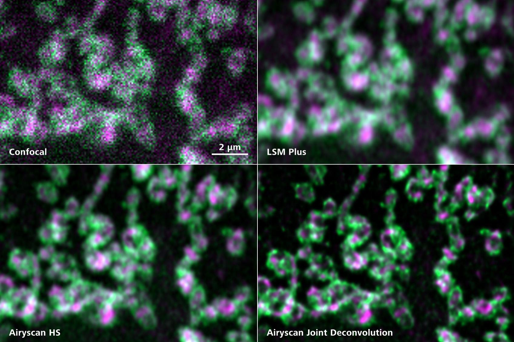  Structures mitochondriale dans des cellules COS-7