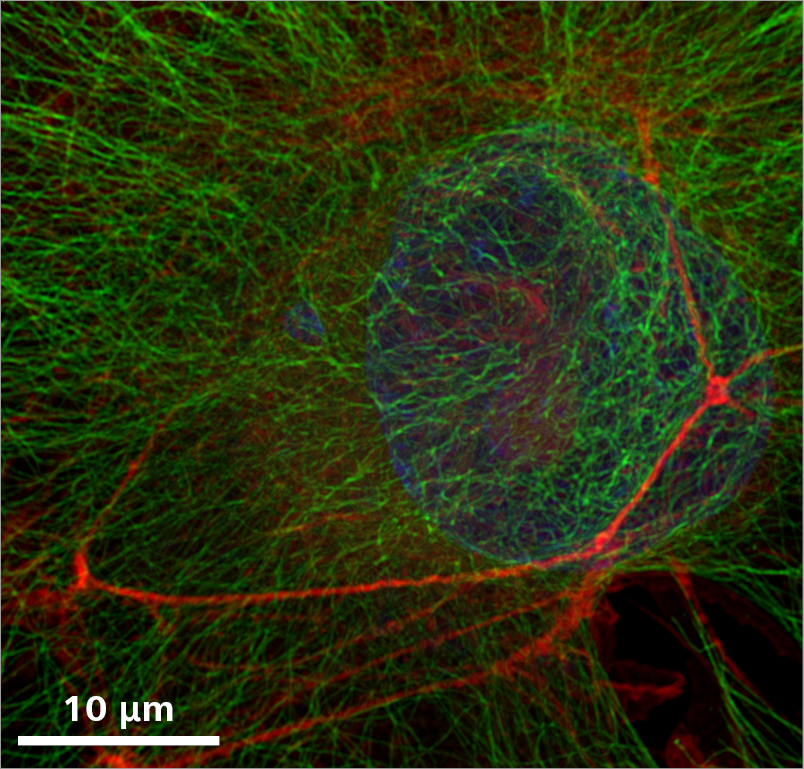 Comparing the field of view you can image at superresolution in the same time using Airyscan SR