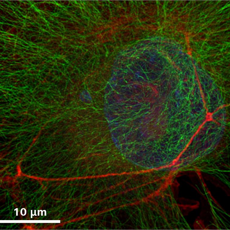 Comparing the field of view you can image at superresolution in the same time using Airyscan SR