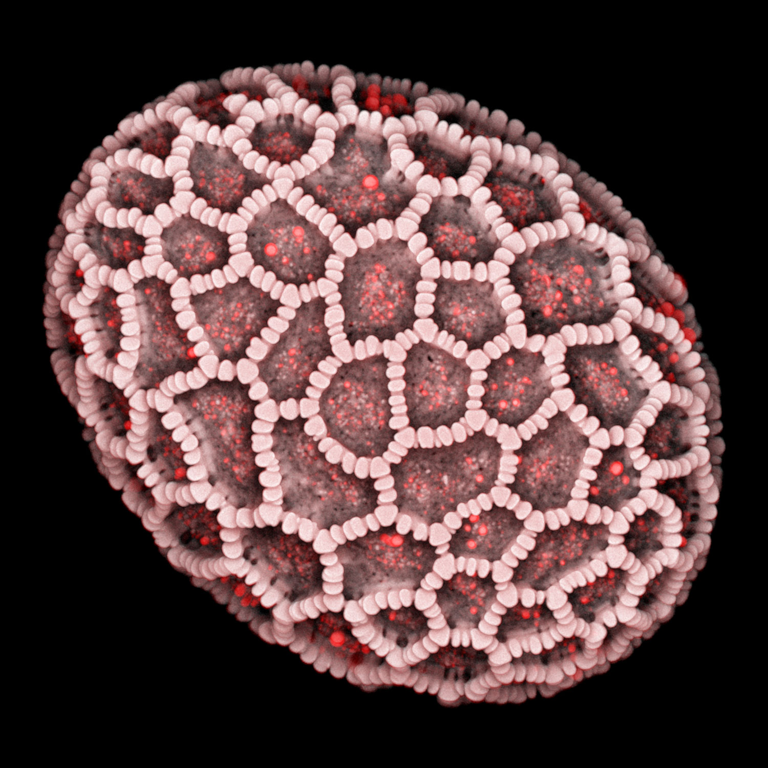 The micrograph shows a Lilium auratum pollen grain, acquired with Airyscan 2 in Multiplex mode.