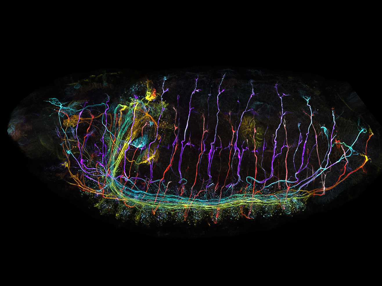 Drosophily embryo imaged with Multiplex Mode for LSM 900. 