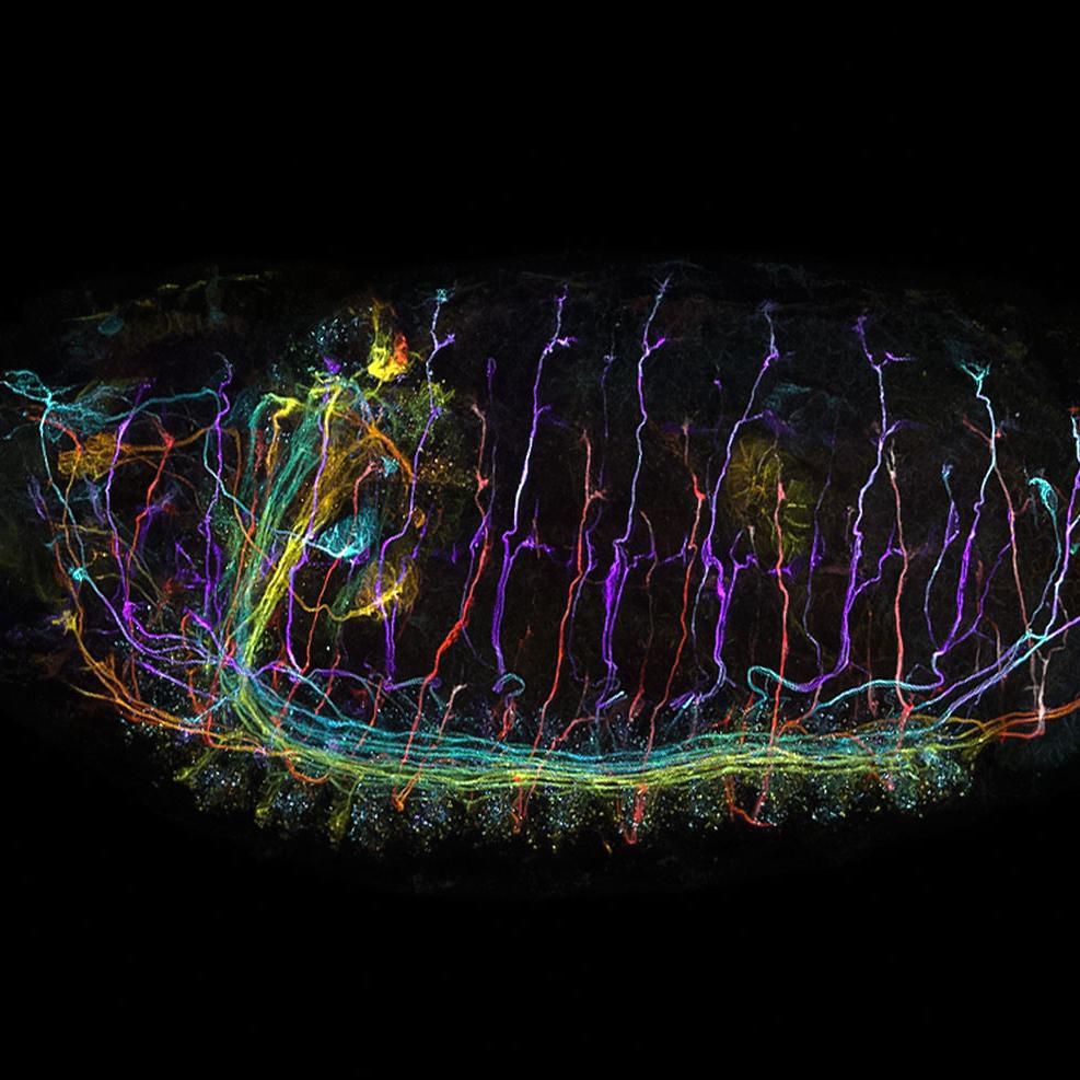 Embrión de Drosophila captado con modo Multiplex para LSM 900.