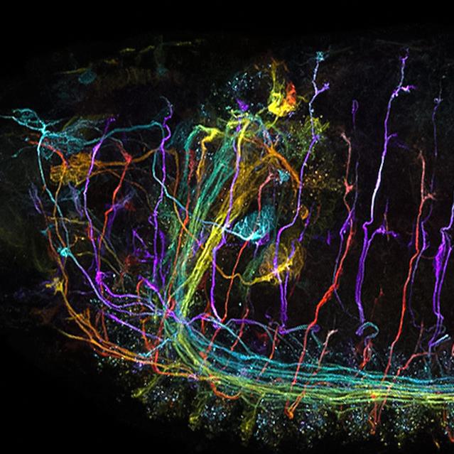 Laser Scanning Confocal Microscopy Icon