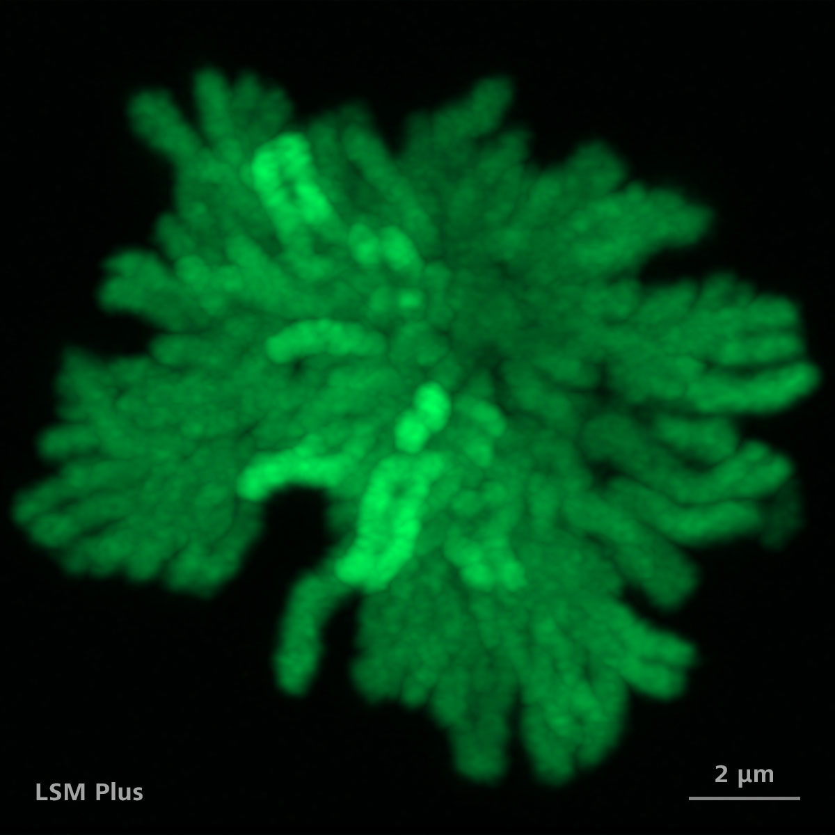 H2B-GFPプラスミドをトランスフェクトしたRPE1細胞。117枚のZ断面の最大値投影。LSM Plusあり