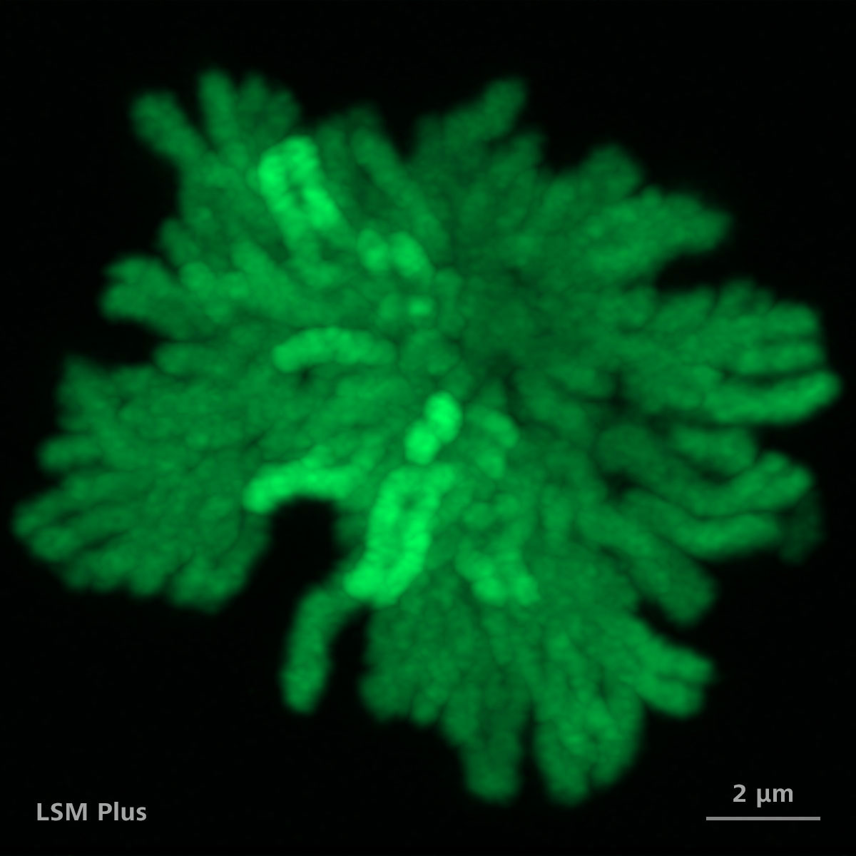 Células RPE1 transfectadas con plásmido H2B-GFP. Proyección de máxima intensidad de 117 planos z. Con LSM Plus.