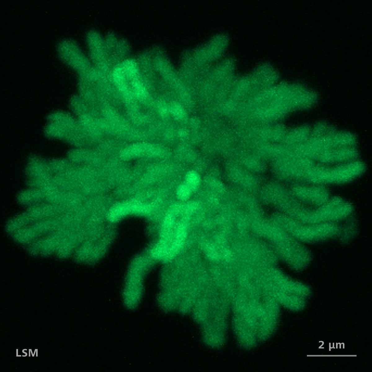 RPE1 cells transfected with H2B-GFP plasmid. Maximum intensity projection of 117 Z-planes. Without LSM Plus.