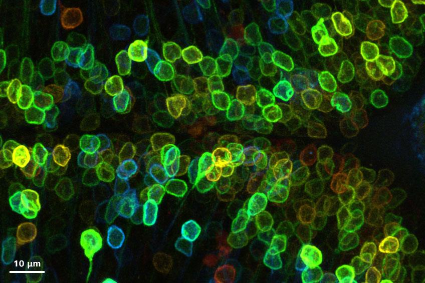 zebrafish plasma membrane