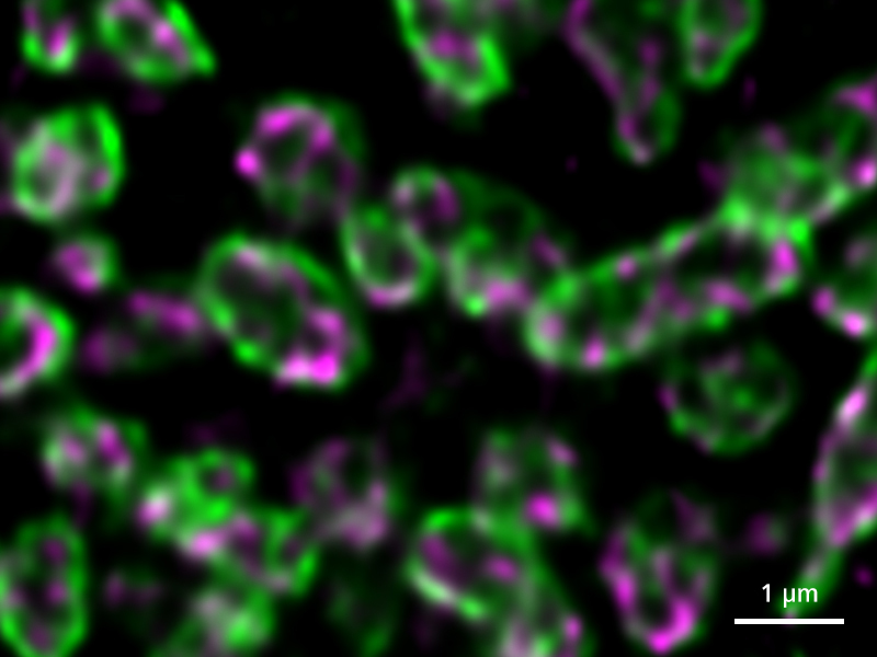 ミトコンドリアの外膜と内膜を染色したCos7細胞の超解像イメージング。ご提供：Zhang Y, University of Science and Technology of China