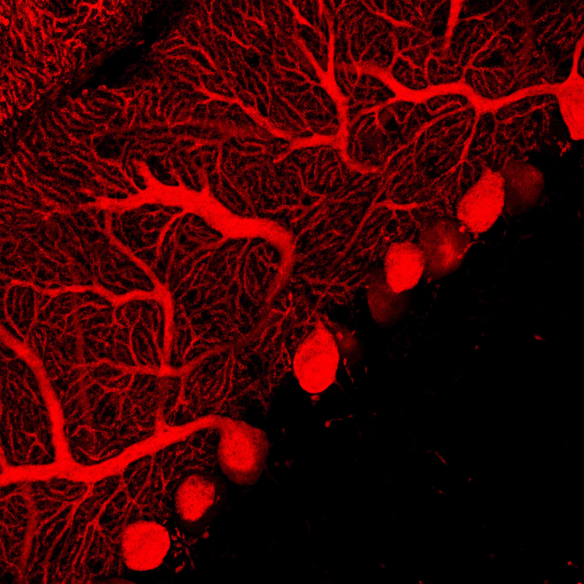 Mouse brain cerebellum labelled with anti-calbinding (Alexa-568) and anti-GFAP (Alexa-488).  Sample courtesy of L. Cortes, University of Coimbra, Portugal.