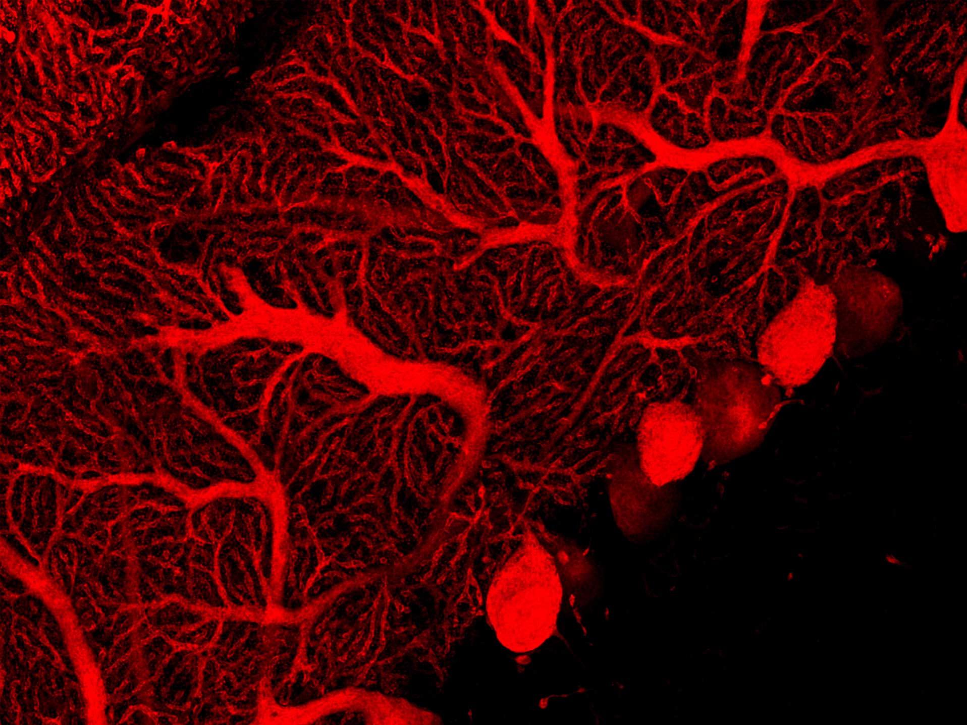 Mouse brain cerebellum labelled with anti-calbinding (Alexa-568) and anti-GFAP (Alexa-488).