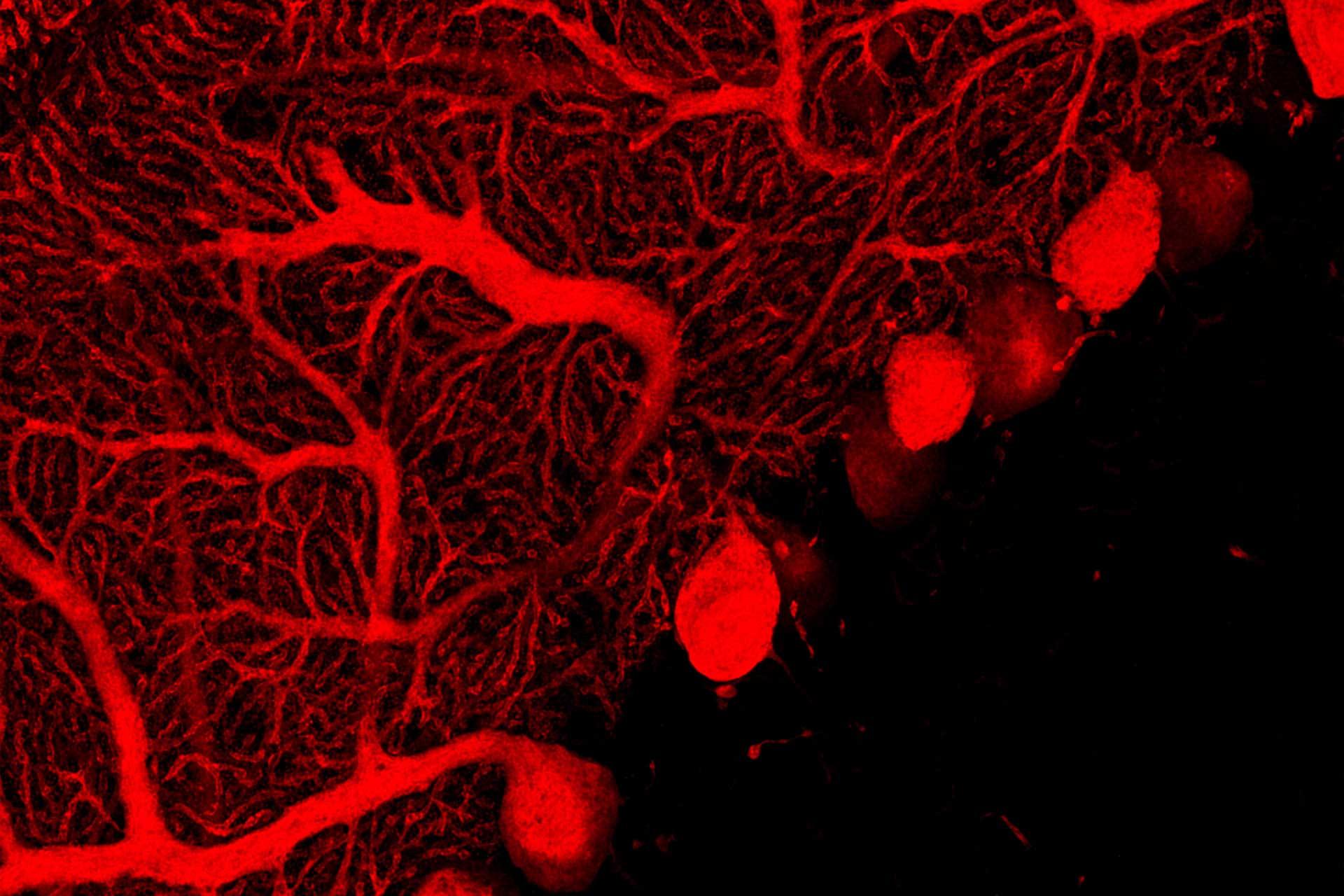 Cerebelo de ratón marcado con anticalbindina (Alexa-568) y anti-GFAP (Alexa-488).