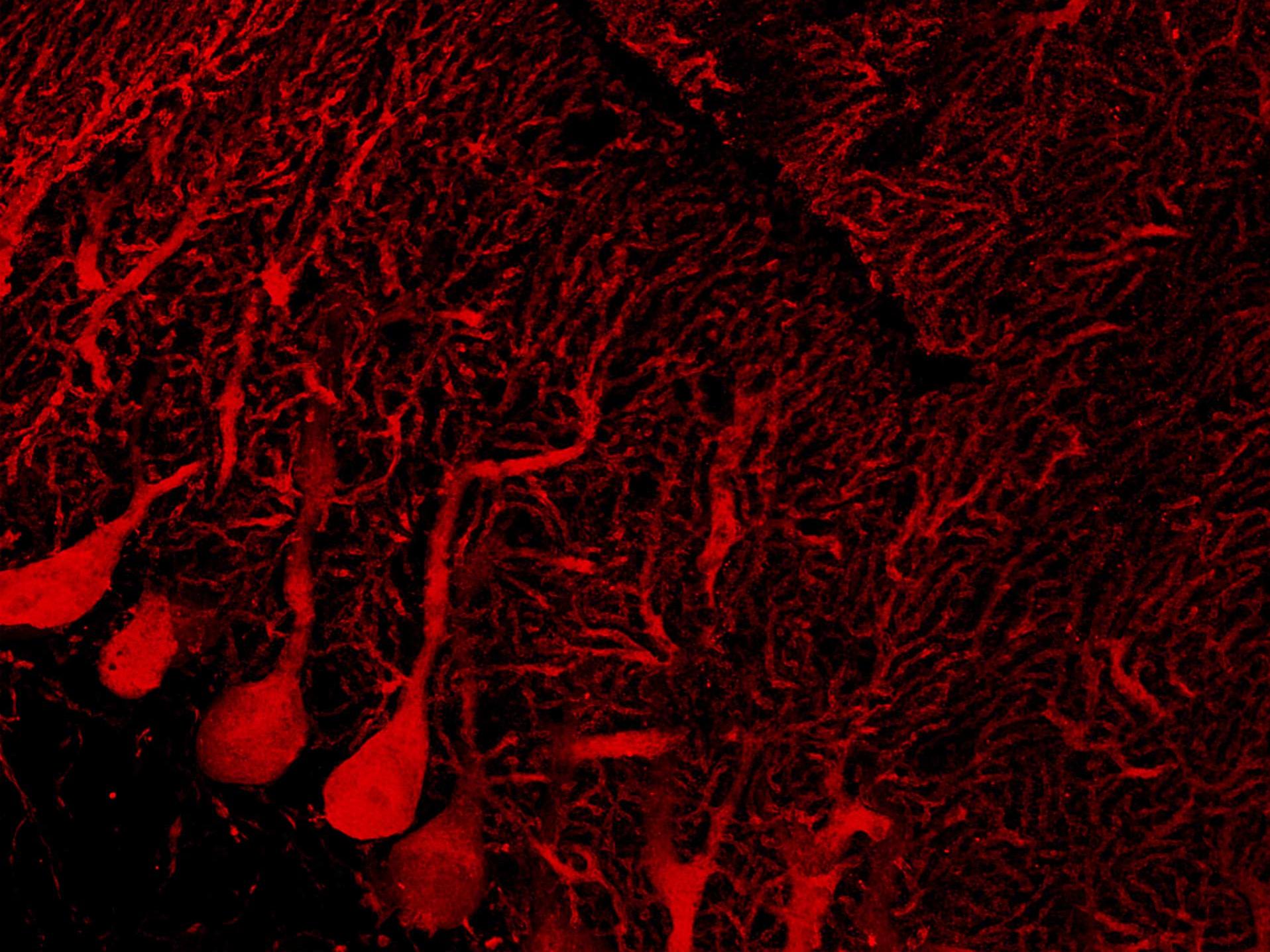 Cervelet de souris marqué avec l'anti-calbindine (Alexa-568) et anti-GFAP (Alexa-488).